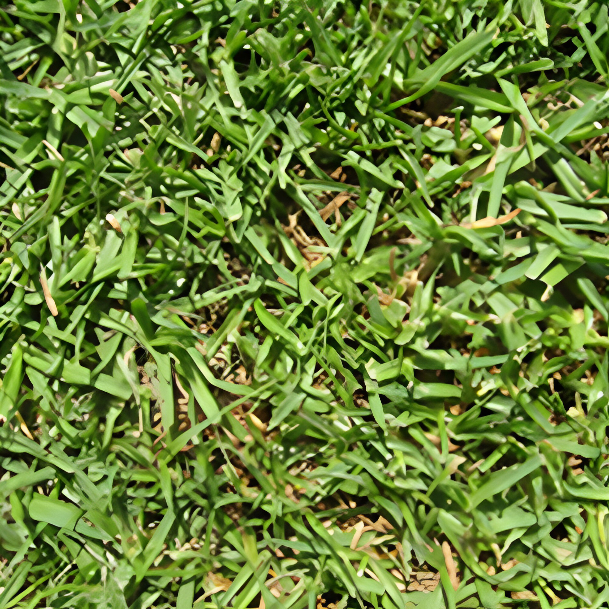 Kikuyu-Lawn